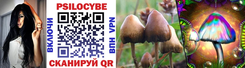 дарк нет Telegram  Кириши  Галлюциногенные грибы Cubensis 